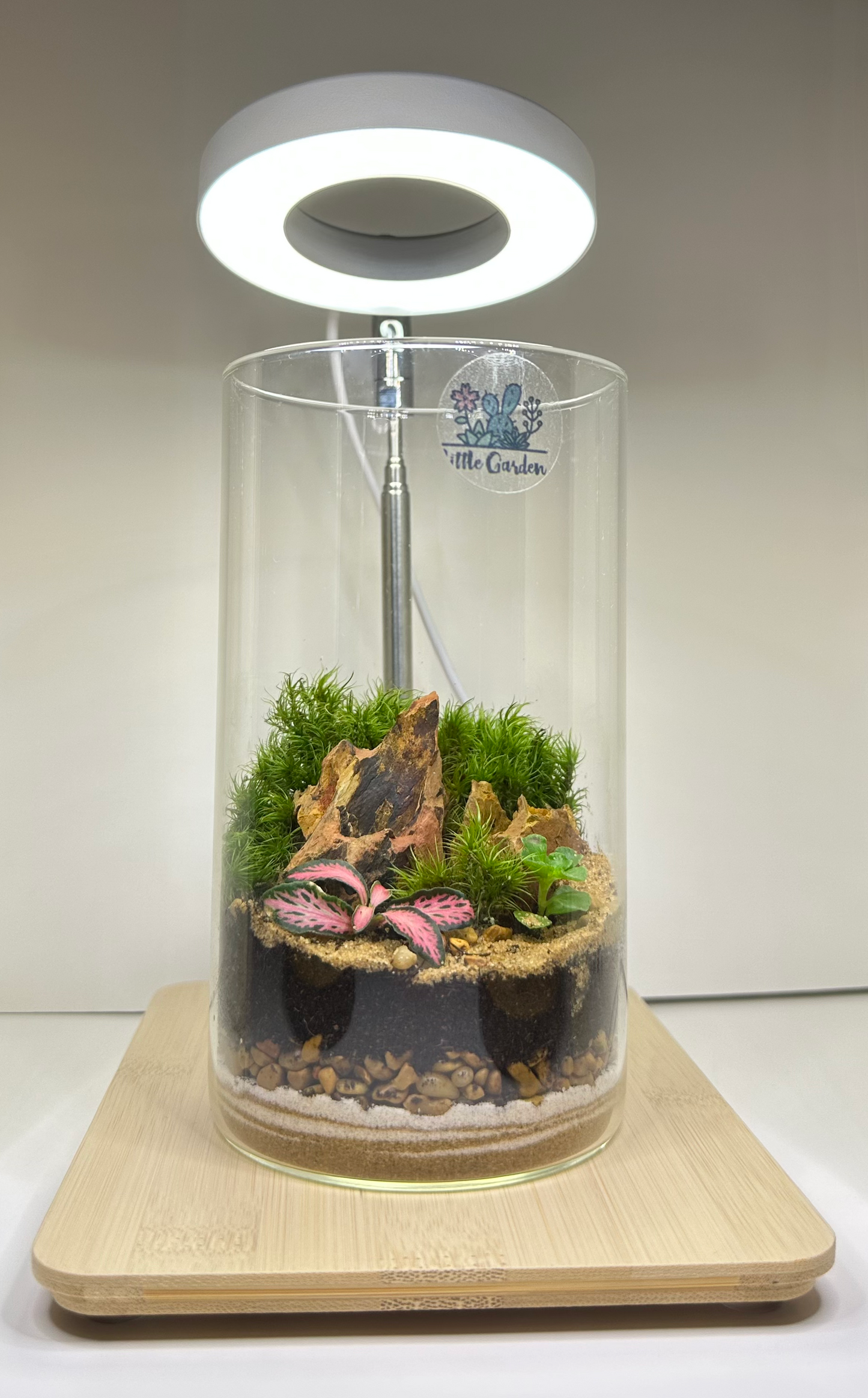 Terrarium - Medium Tall