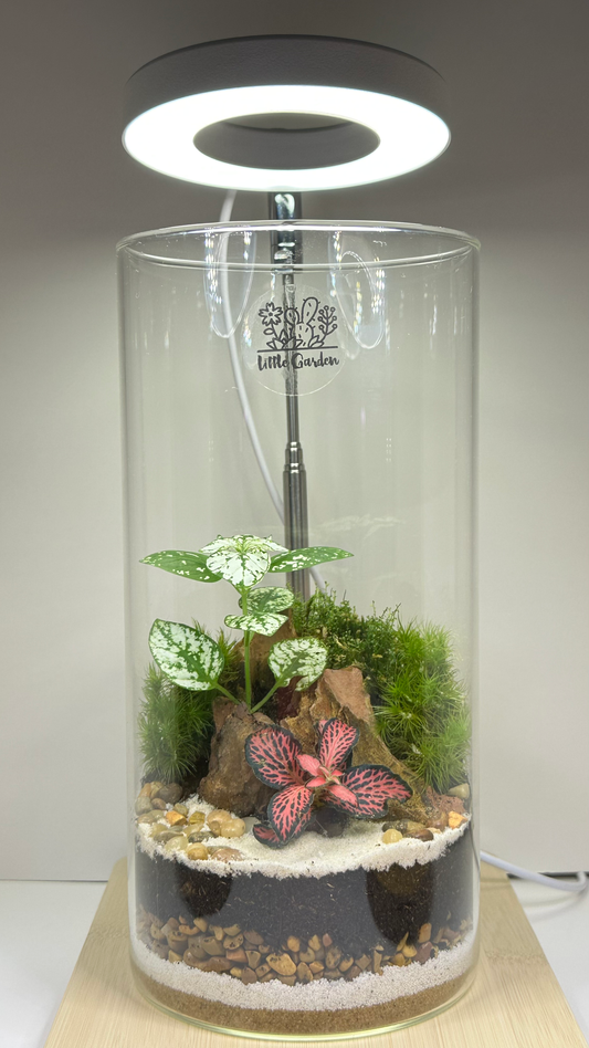 Terrarium - Large