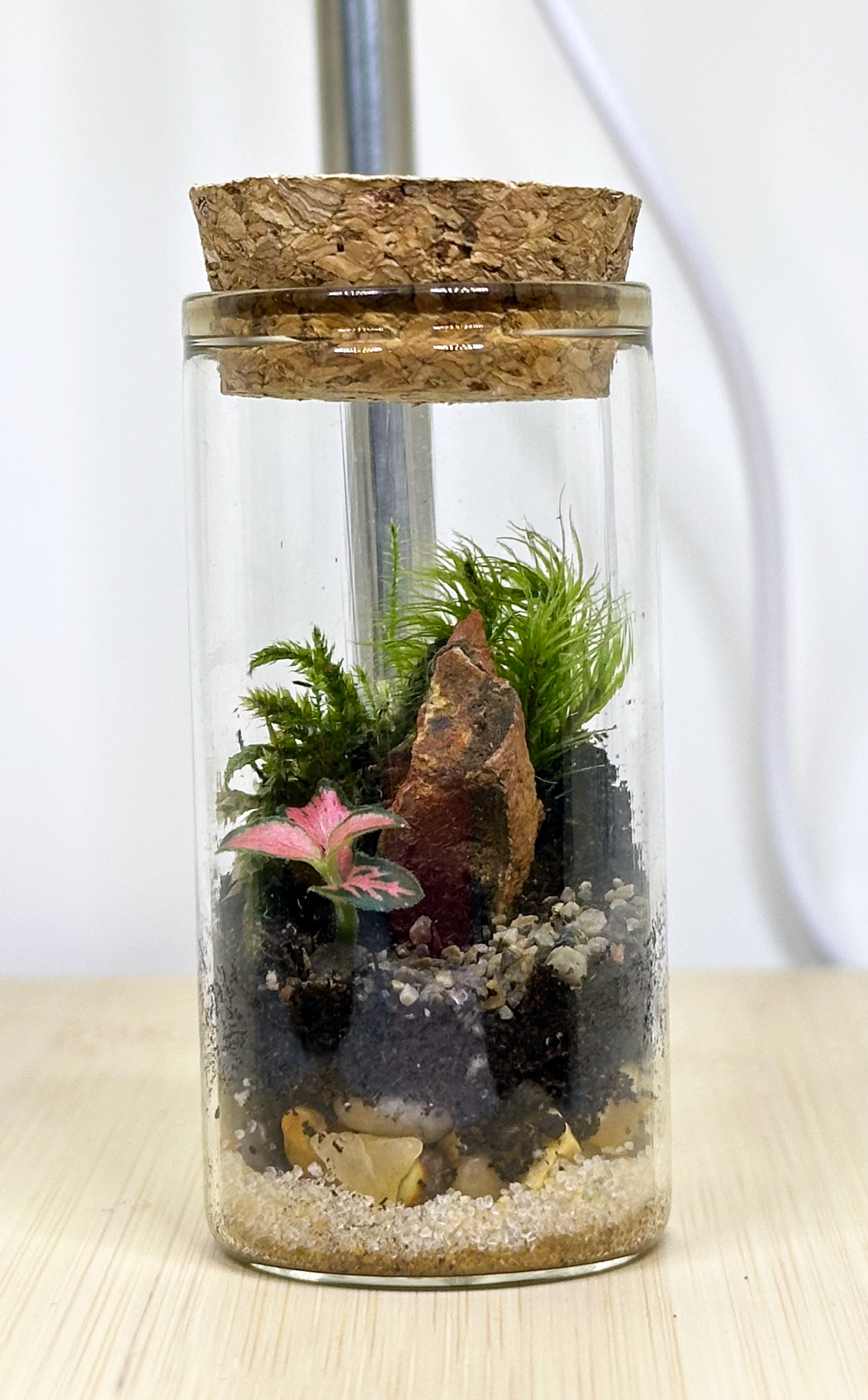 Terrarium - Mini