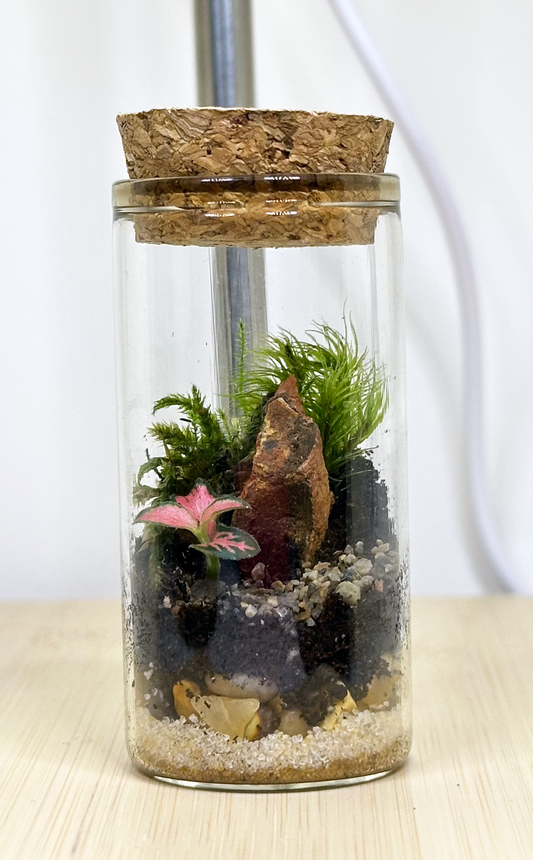 Terrarium - Mini