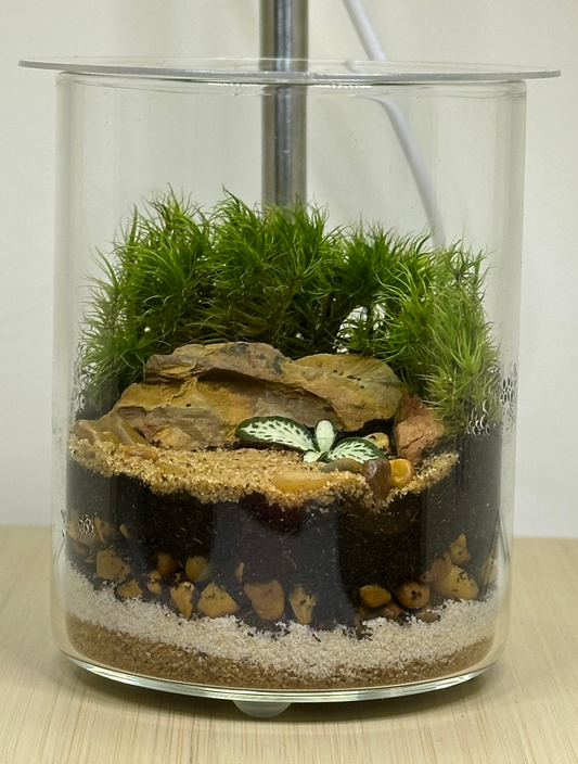 Terrarium - Small