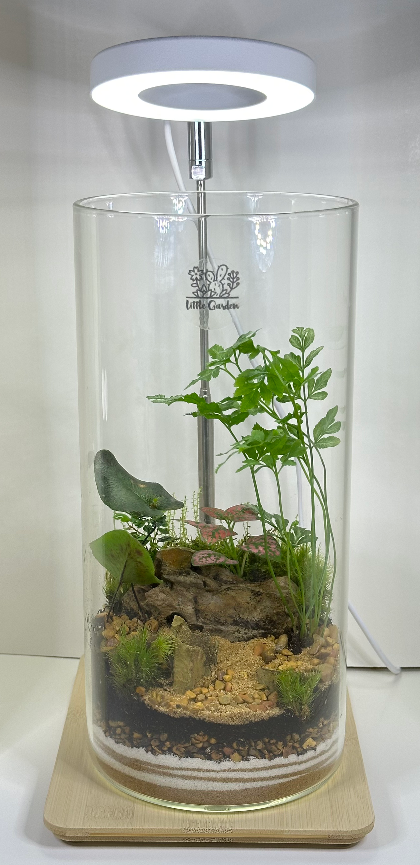 Terrarium - XLarge
